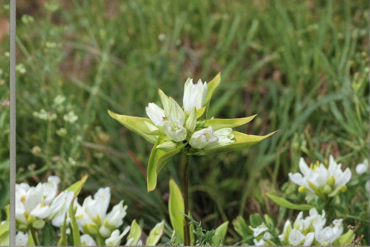Cream Gentian Seeds - Native Perennial Wildflower Seeds for Pale Yellow Flowers, Gentiana flavida, Garden, Landscape, 100 Seeds