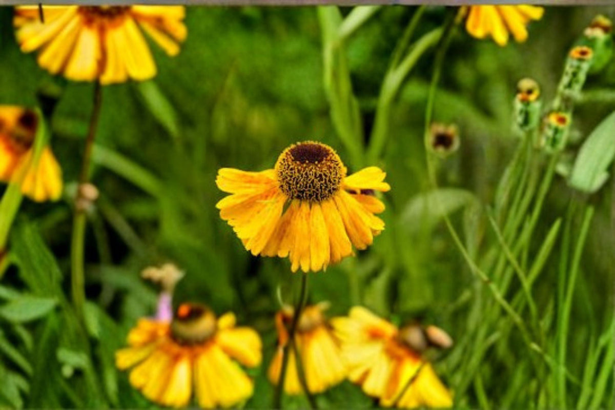 Autumn Sneezeweed Seeds Helenium autumnale Perennial Wildflower Pollinator Plant 100 Seeds