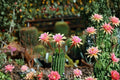 Hildewintera LiLo Fee 1 Plant – Trailing Hybrid Cactus for Containers