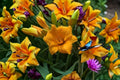 Little Gold Nugget Daylily Live Plant – Bare Root Perennial with Golden Yellow Blooms