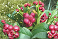 Pink Lemonade Blueberry 10 Plants – Vaccinium 'Pink Lemonade' Live Starter Shrubs