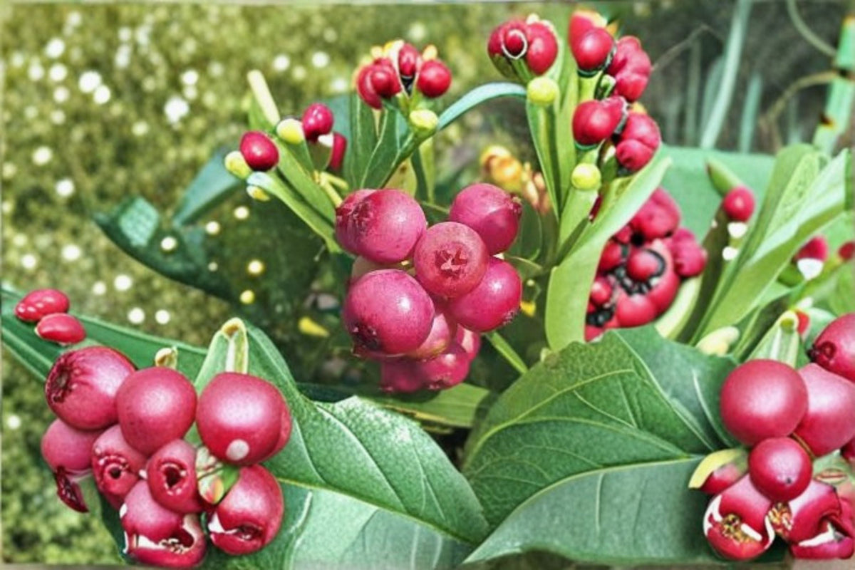 Pink Lemonade Blueberry 10 Plants – Vaccinium 'Pink Lemonade' Live Starter Shrubs