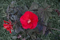 Midnight Marvel Hardy Hibiscus Live Plant - 2.5 Inch Pot - Scarlet Red Flowers & Burgundy Foliage