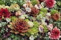 Hens and Chicks Colorockz – Sempervivum spp. Succulent Plant