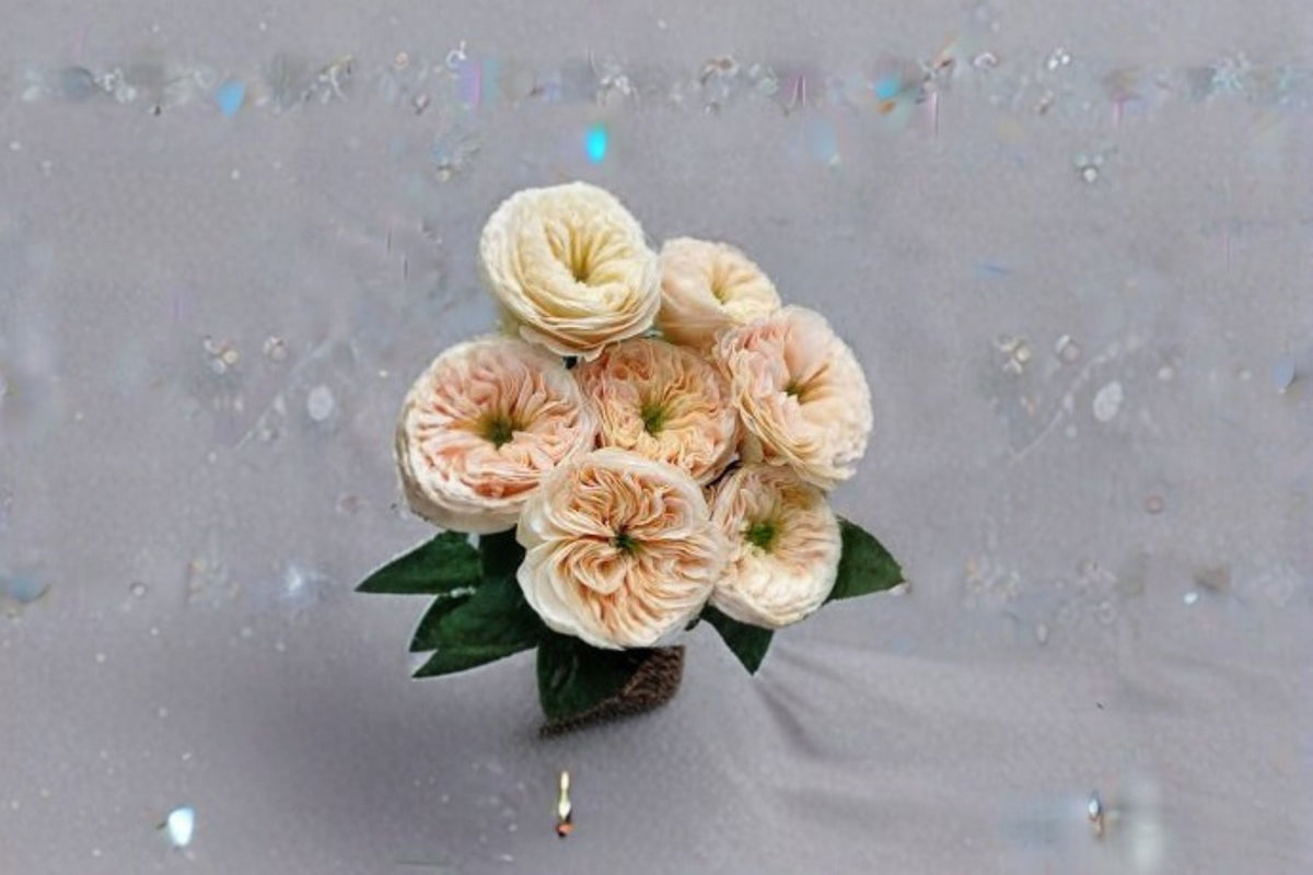 Stanley Abbey Rose Live Plant – Pink Apricot Garden Rose, Ornamental Shrub