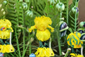 Picasso Moon Iris Live Plant – Lemon Yellow Bearded Iris Perennial