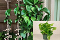 Golden Pothos 4 Rooted Cuttings – Epipremnum aureum Trailing Vine Plant
