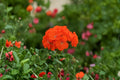 Zonal Geranium Cuttings – Pelargonium × hortorum – Bright Orange-Red Flowers – 5 Fresh Starter Plants