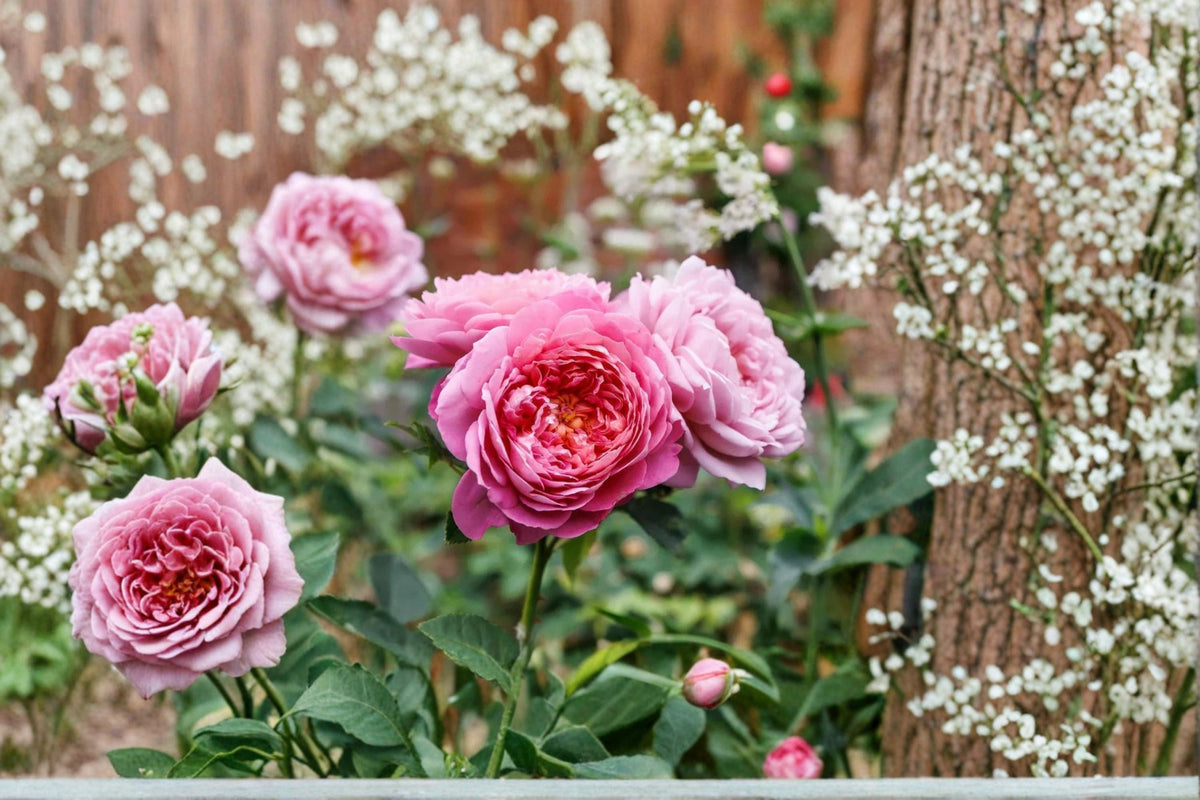 Ausgrab Rose Own Root Live Plant – Pink Apricot Fragrant English Rose