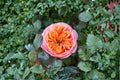 South Park Rose Own Root Live Plant – Ornamental Garden Rose