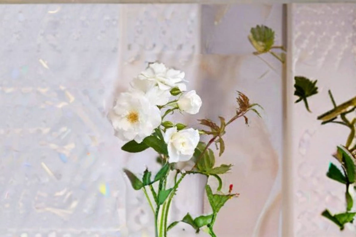 Iceberg Rose Live Plant – 1.5 Gal Floribunda White Rose with Fragrant Double Blooms