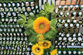 Teddy Bear Sunflower Seeds Dwarf Sungold Helianthus annuus Double Yellow Compact Garden Plant 15 Seeds
