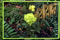 Green Mystery Rose 1 Plant – Ornamental Rosa sp. for Gardens and Containers