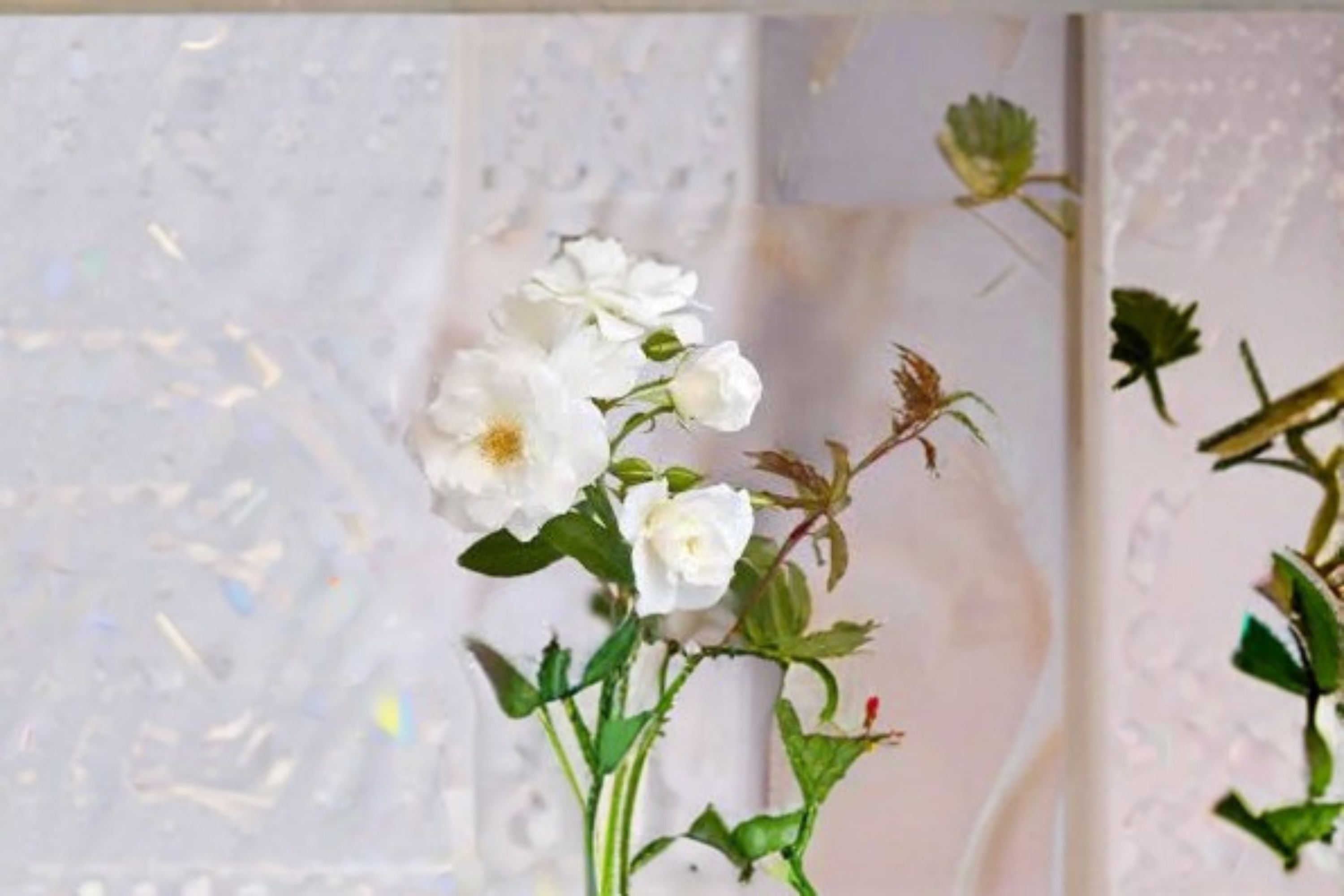 Iceberg Rose Live Plant – 1.5 Gal Floribunda White Rose with Fragrant Double Blooms