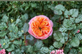 South Park Rose Own Root Live Plant – Salmon Pink Cut Rose