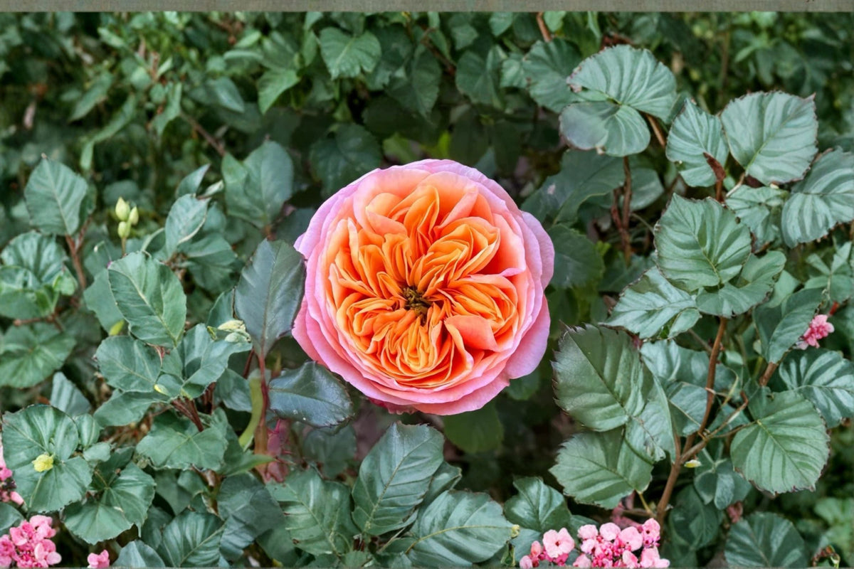 South Park Rose Own Root Live Plant – Salmon Pink Cut Rose