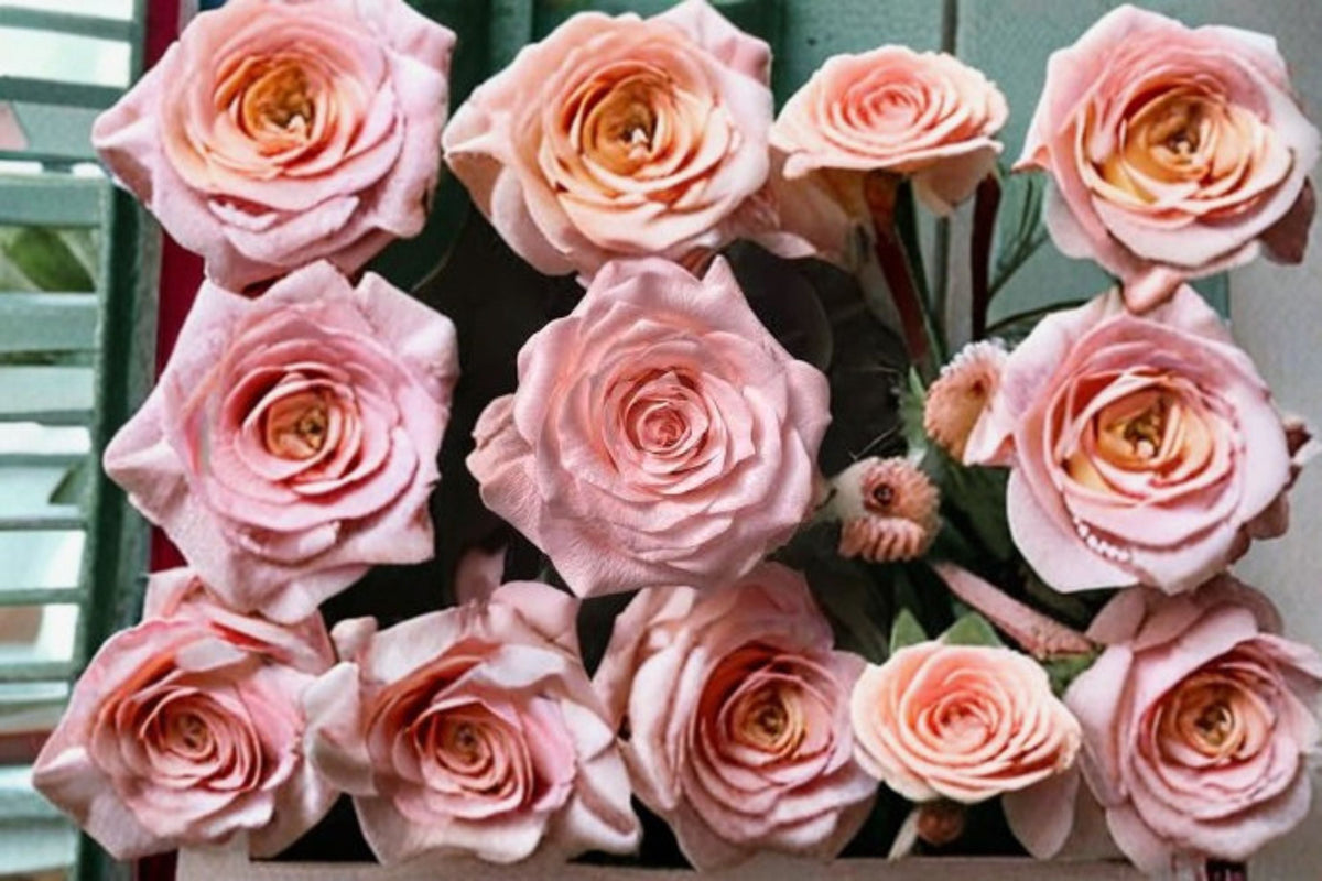 Diana Rose Live Plant – Elegant Pink Cut Rose for Garden and Floral Arrangements
