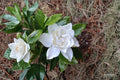 Summer Snow Gardenia® 1 Live Starter Plant (4L) – Evergreen Fragrant Flowering Shrub