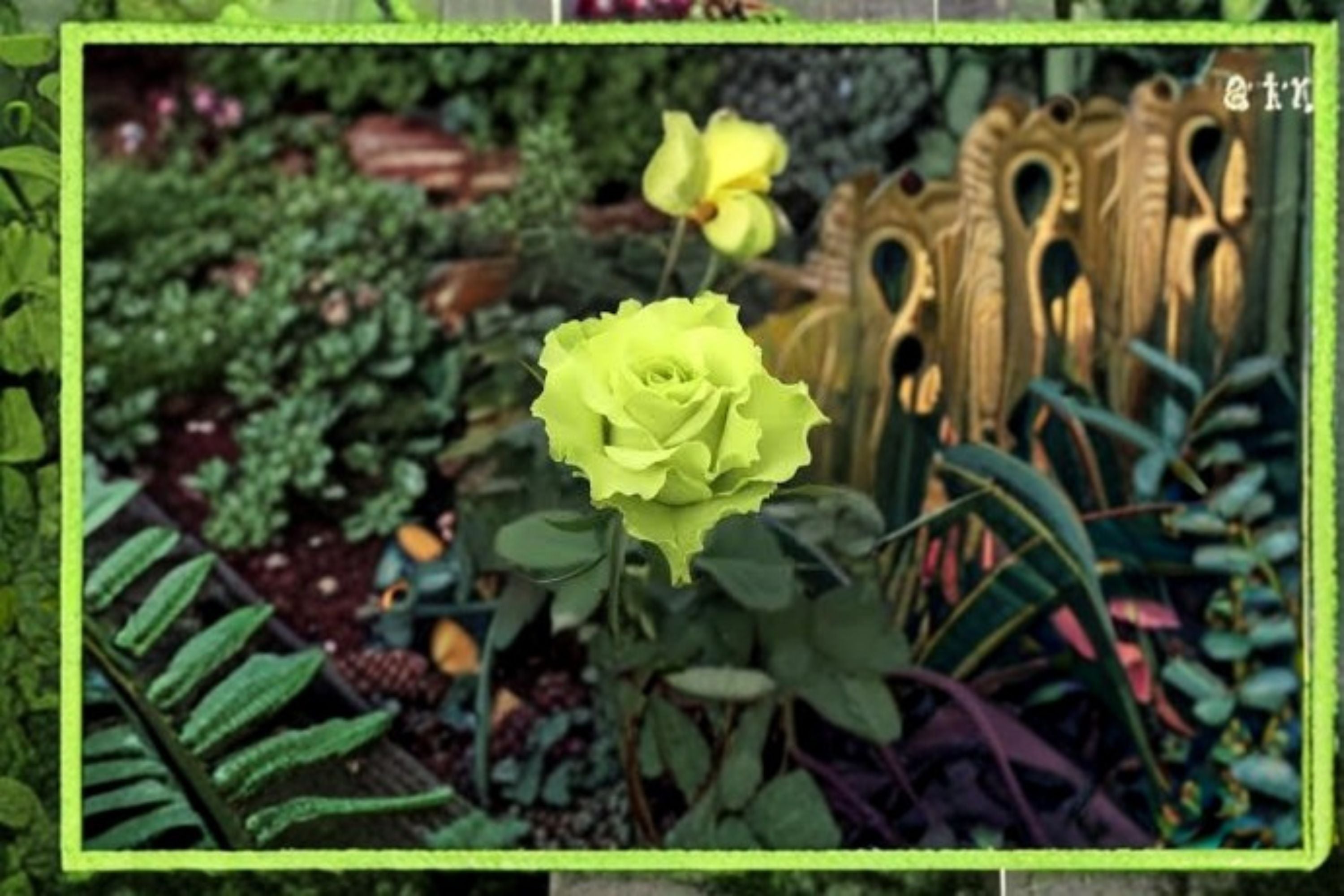 Green Mystery Rose 1 Plant – Ornamental Rosa sp. for Gardens and Containers