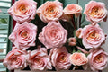 Diana Rose Live Plant – Elegant Pink Cut Rose for Garden and Floral Arrangements