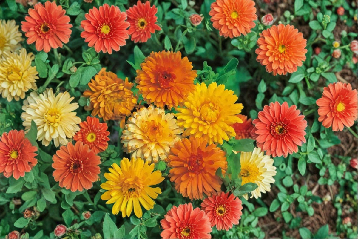 Calendula Seeds Pacific Beauty Orange | Annual Flower Bedding Plant | Bright Orange Flowers | Calendula officinalis | 100 Seeds