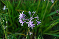 Society Garlic Live Plant – Lilac Pink Flowering Perennial with Blue-Gray Foliage