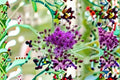Narrow Leaf Ironweed Seeds Vernonia angustifolia Tall Purple Wildflower Native Perennial Seeds 100 Pack
