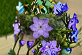 Reflection Clematis Live Plant – Pink Purple Large Flowering Vine