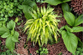 Curly Fries Hosta Plant – Hosta ‘Curly Fries’ Perennial Shade Plant