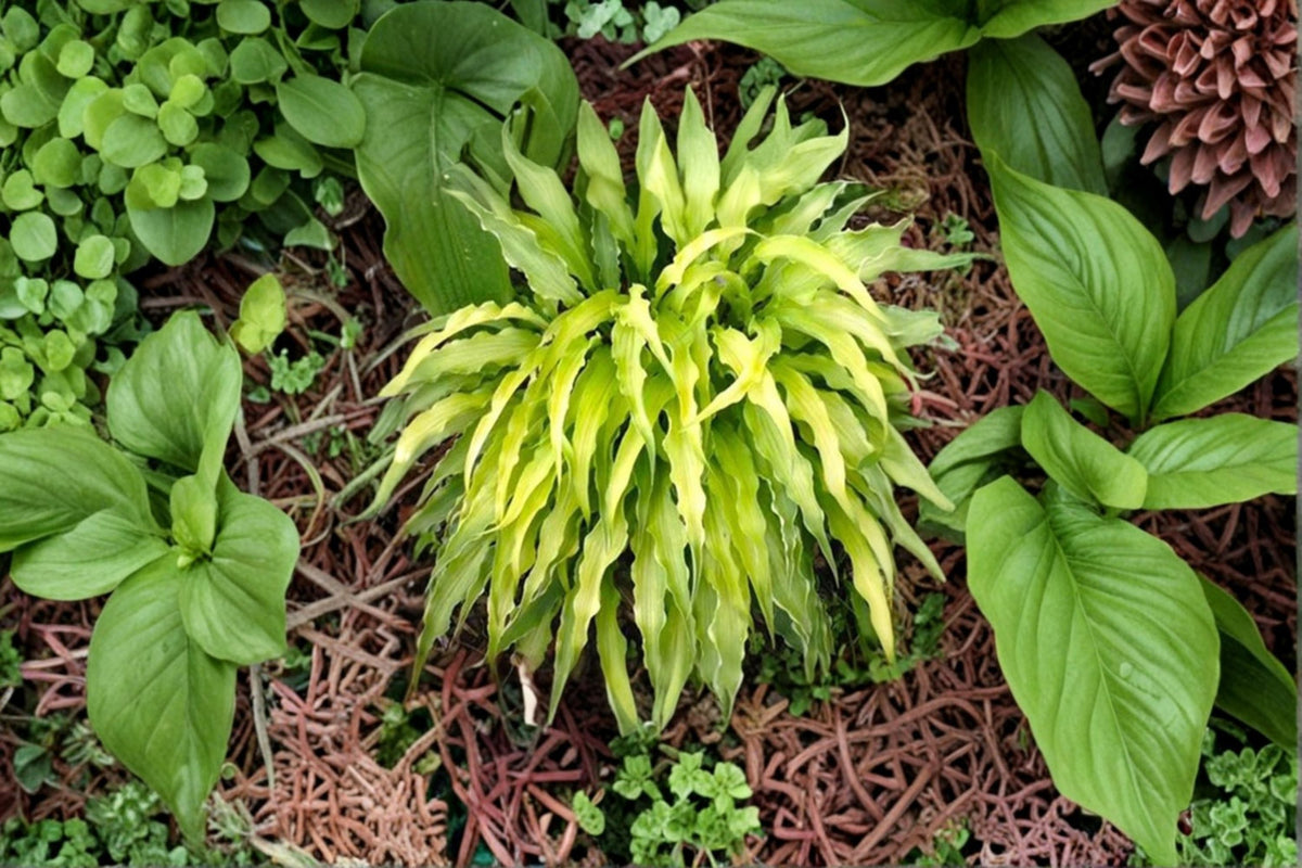 Curly Fries Hosta Plant – Hosta ‘Curly Fries’ Perennial Shade Plant