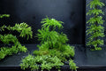 Climacium Tree Moss 1 Plant – Climacium dendroides Live Moss for Terrariums & Vivariums