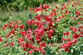 Penstemon 1 Plant – Hardy Perennial Wildflower for Borders & Pollinator Gardens