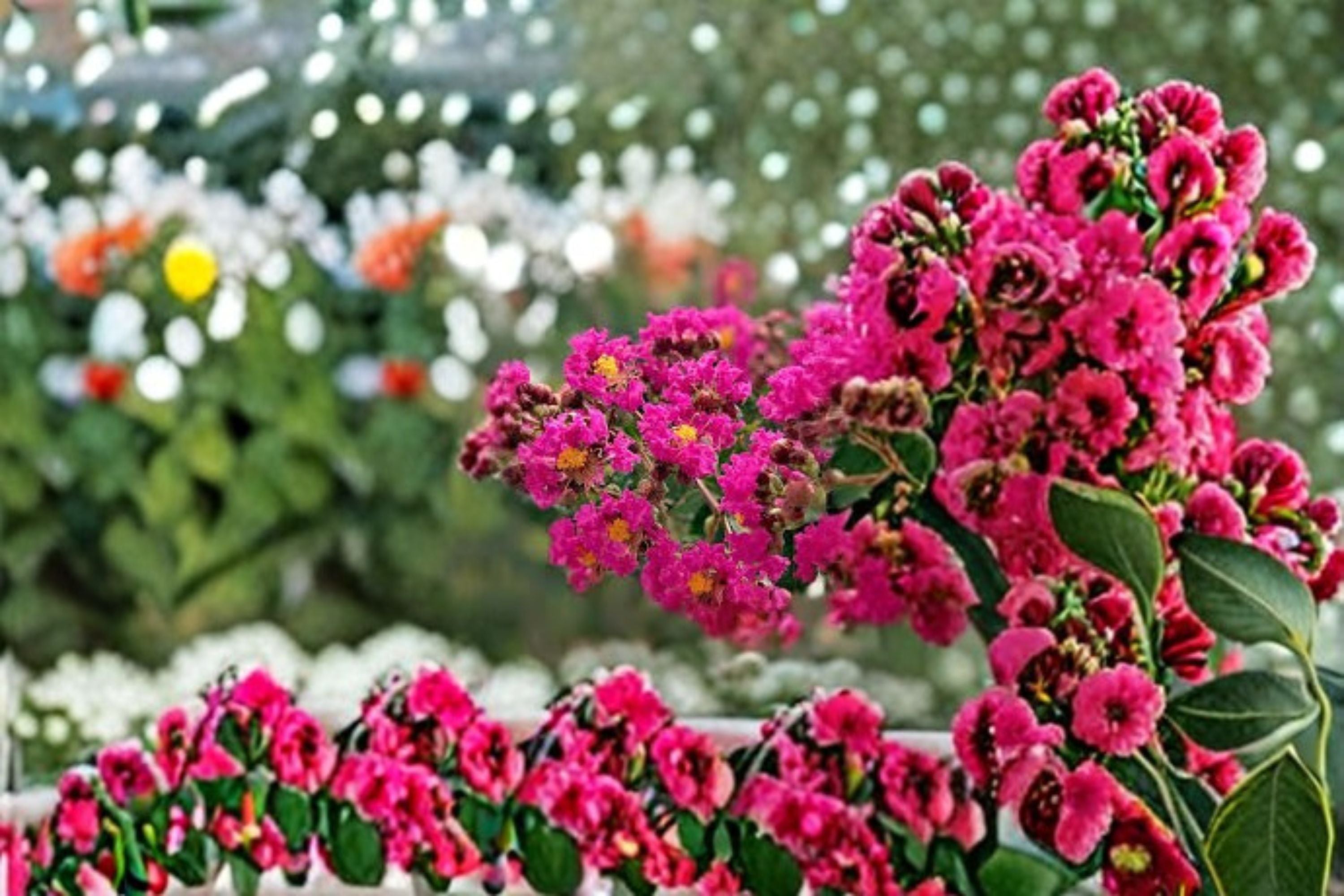 Tonto Crape Myrtle Live Plant – Hot Pink Flowering Tree for Landscape