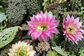 Hedgehog Cactus Stars and Stripes – Echinopsis spp. Hybrid Cactus Plant