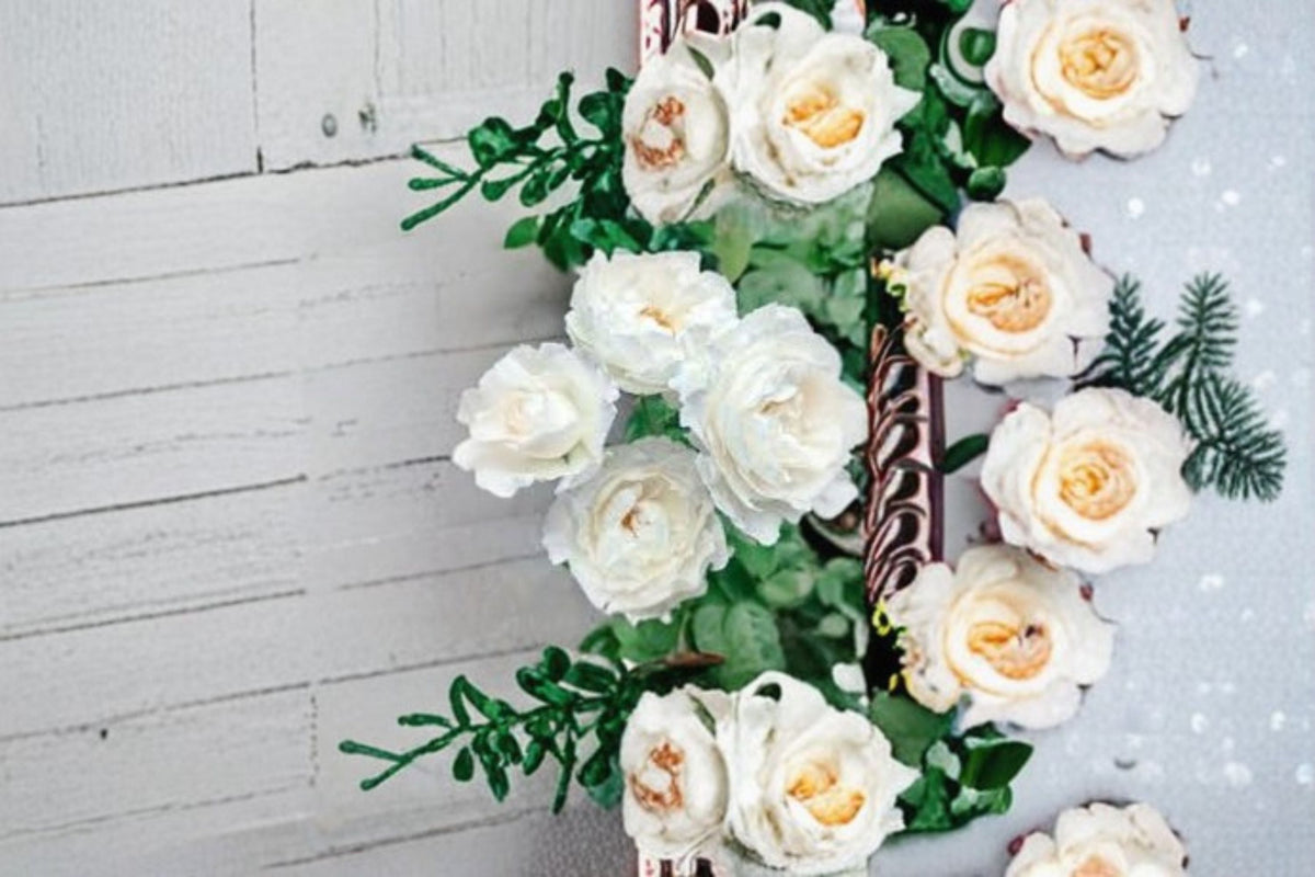 Princess Tenko Rose Live Plant – Pink White Repeat Bloom Japanese Rose