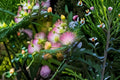 Pink Mimosa 12 Cuttings – Albizia julibrissin Flowering Tree for Propagation