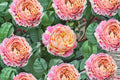 Claude Monet Rose Live Plant – Fragrant French Garden Rose, Repeat Blooming Shrub