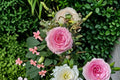 Mandala Rose Live Plant – Own Root Edible Cut Rose, Repeat Blooming Pink Shrub