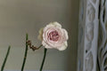 Notre Dame Rose Live Plant – Fragrant Pink Purple Garden Rose