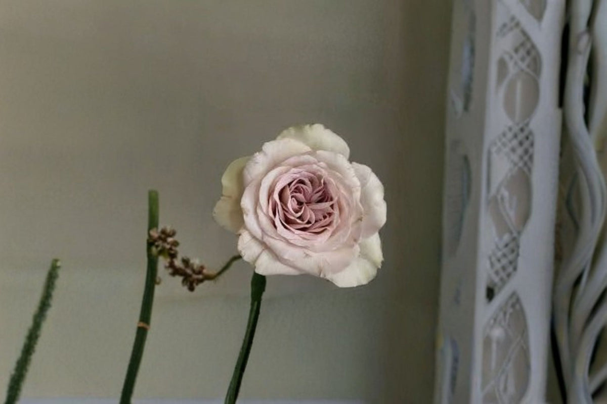Notre Dame Rose Live Plant – Fragrant Pink Purple Garden Rose