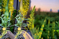 Prince’s Plume Seeds - Stanleya pinnata Yellow Wildflower - Native Perennial Garden Flower Seeds, Drought Tolerant, Tall Upright Spikes