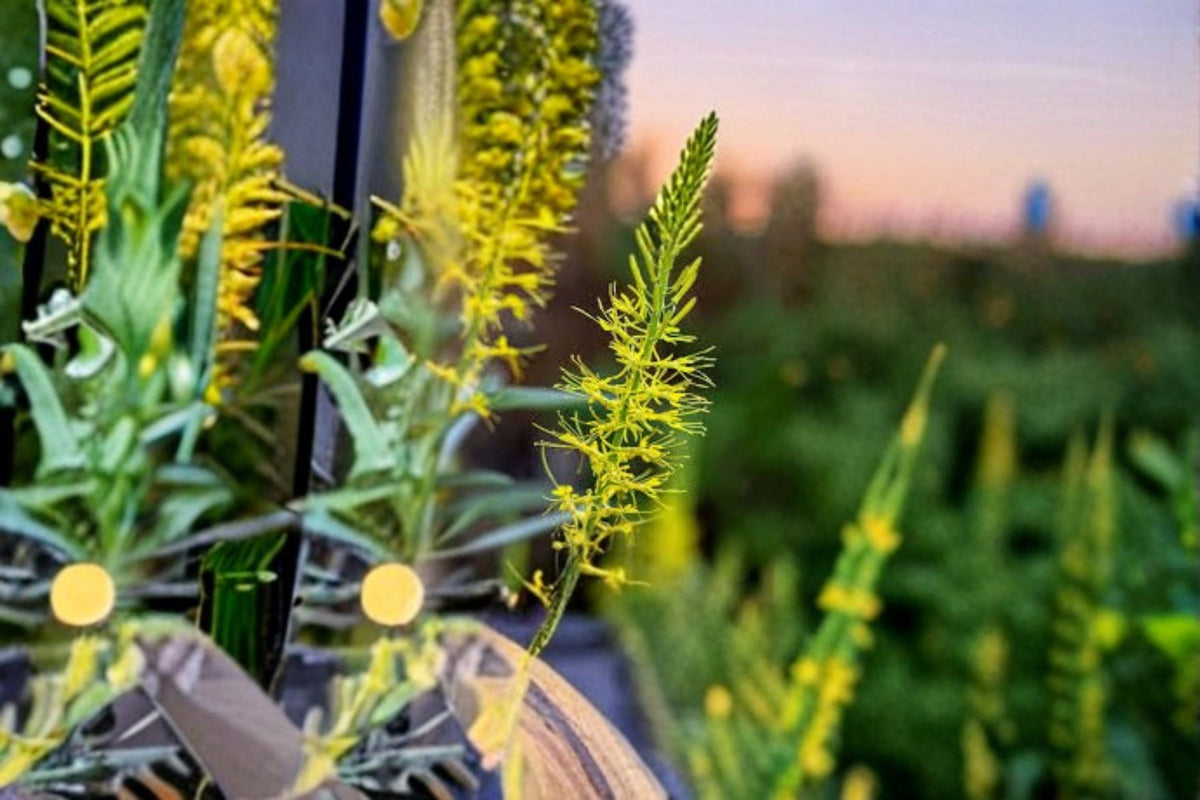 Prince’s Plume Seeds - Stanleya pinnata Yellow Wildflower - Native Perennial Garden Flower Seeds, Drought Tolerant, Tall Upright Spikes