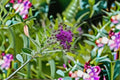 Tall Ironweed Seeds Vernonia gigantea Purple Wildflower Perennial Garden Meadow Plant for Borders