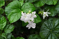 Jasmine Sambac Live Plant – 12 Inch Tall Potted Jasminum sambac