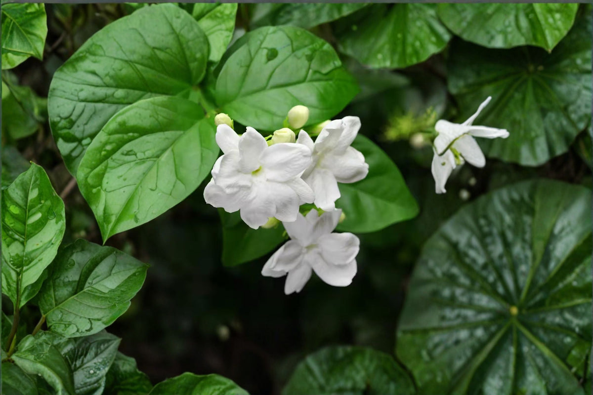 Jasmine Sambac Live Plant – 12 Inch Tall Potted Jasminum sambac