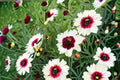 Ice Wine Coreopsis Live Starter Plant – Satin & Lace™ Series – Coreopsis 'Ice Wine' Perennial