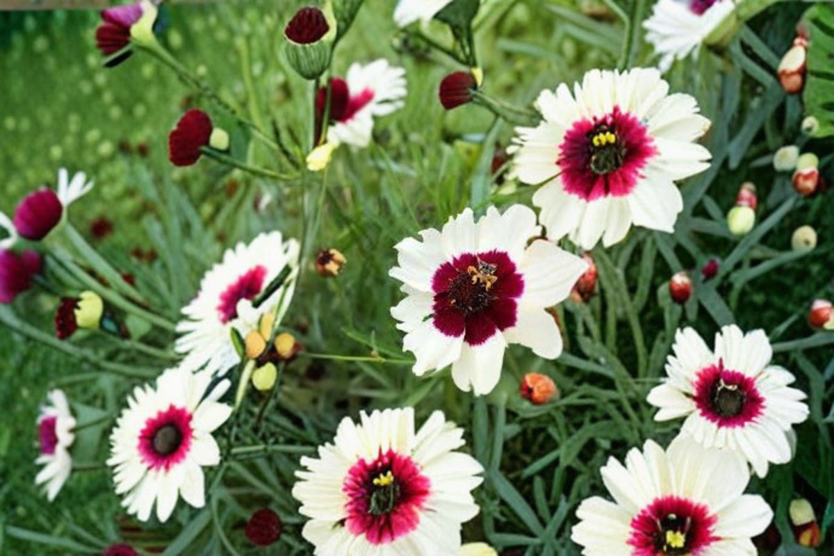 Ice Wine Coreopsis Live Starter Plant – Satin & Lace™ Series – Coreopsis 'Ice Wine' Perennial