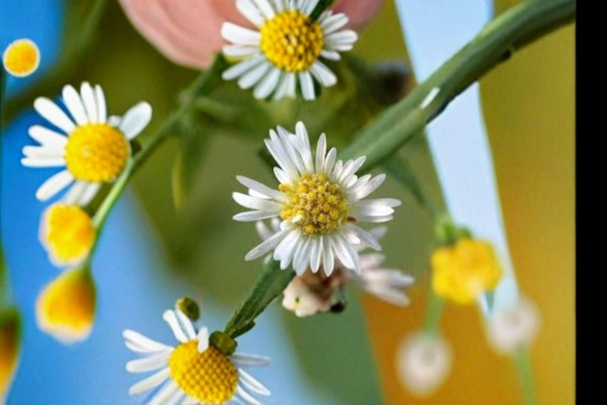 Panicled Aster Seeds, White Wildflower, Perennial Garden Plant, Symphyotrichum lanceolatum, 100 Seeds