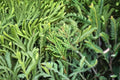 Green Carpet Juniper Plant – Juniperus communis ‘Green Carpet’ Evergreen Shrub