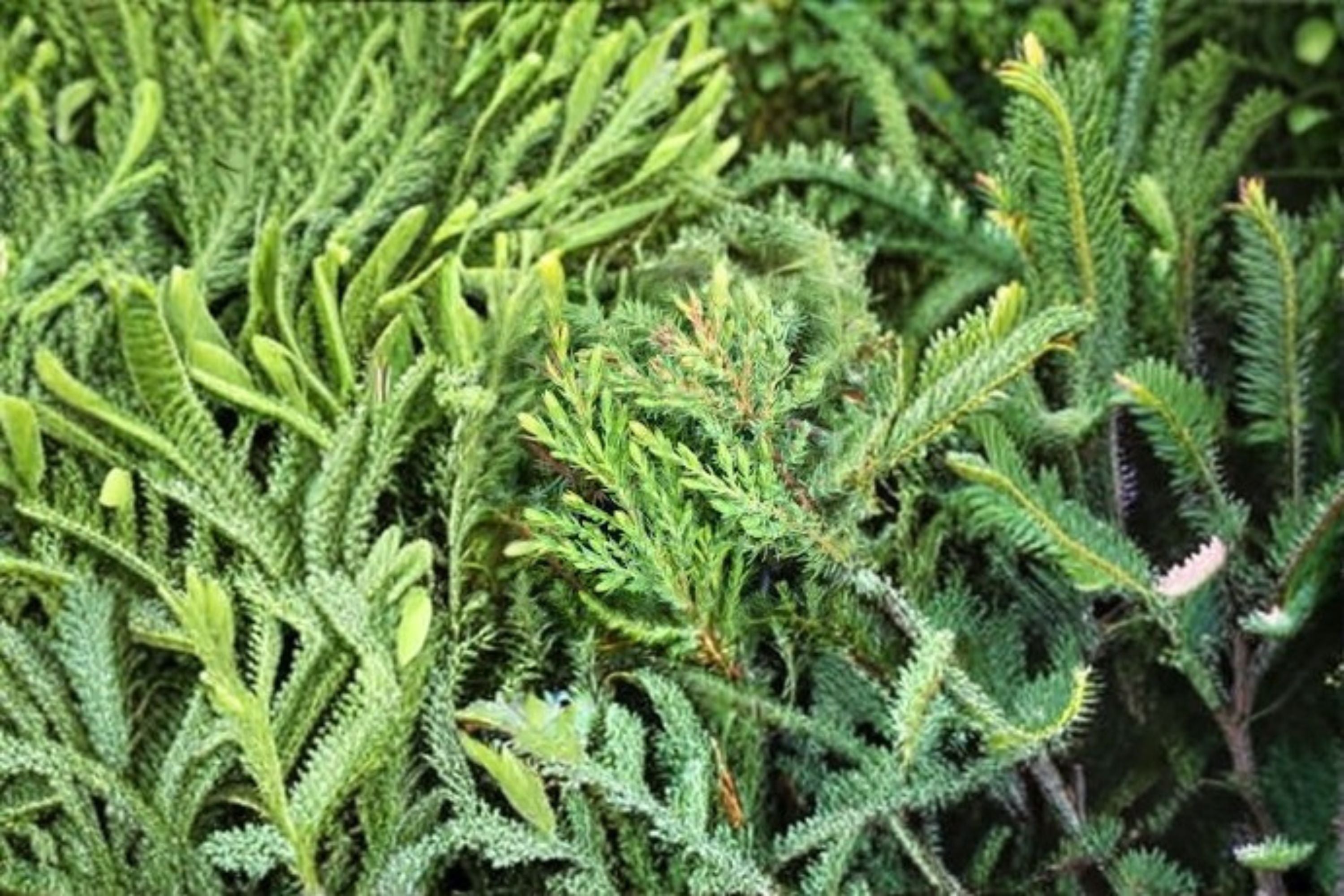 Green Carpet Juniper Plant – Juniperus communis ‘Green Carpet’ Evergreen Shrub